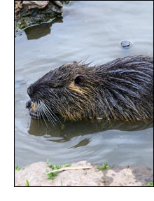 Animal Totem - Beaver