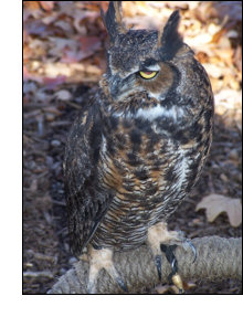 Owl