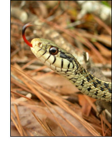 Animal Totem - Snake