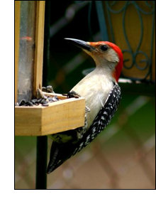 Woodpecker