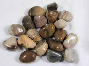 Petrified Wood